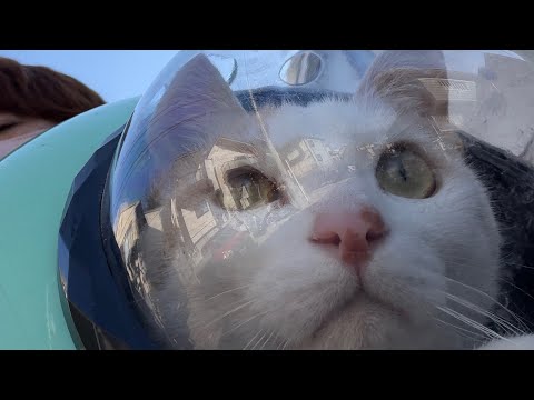 猫の出張⁈ サムネイル