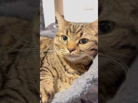 愛猫たちが可愛すぎて悶絶するパパwww cat 猫 サムネイル