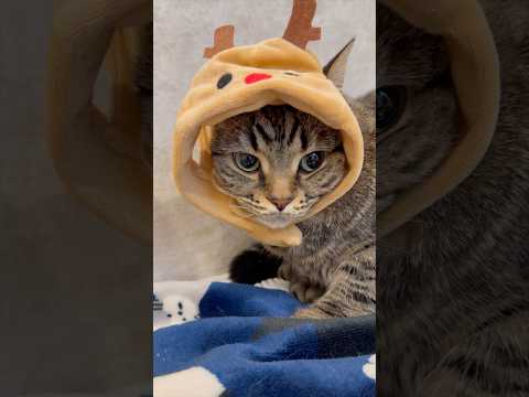 もふもふ猫たちと、親バカ飼主の日常...!! cat 猫 サムネイル