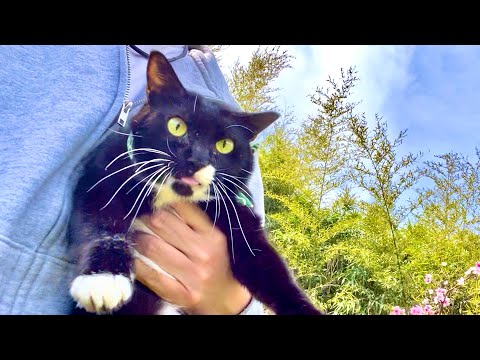 猫ソラン君に異常事態が発生した。。