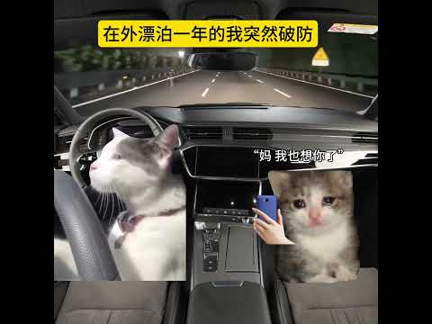 在外漂泊一年的我突然破防  猫meme 猫meme剧场 猫meme小剧场 内容过于真实  故事 貓 猫猫meme小剧场… サムネイル