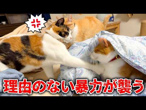 特に理由もないけど弟をぶん殴るお姉ちゃん猫が怖過ぎましたwww サムネイル