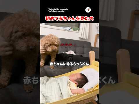 あんなに警戒していたけど…｜PECO サムネイル