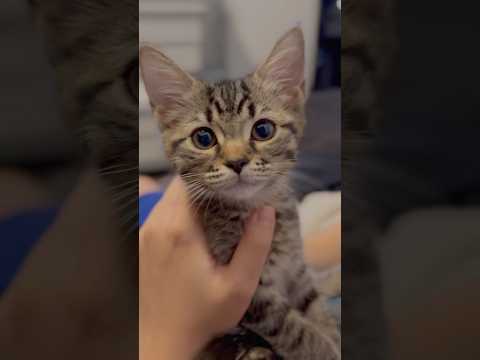 子猫の頃から愛情いっぱいに育てた結果...!! cat 猫 サムネイル