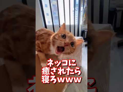 ネッコの動画で癒されたら寝ろｗｗｗ　2ch  動物  猫 癒やし ねこ動画 サムネイル