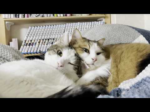 西川の布団で一家そろって猫団子になる猫 サムネイル