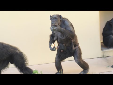 カズキも食べた、オレンジの皮　東山動植物園　チンパンジー　202512