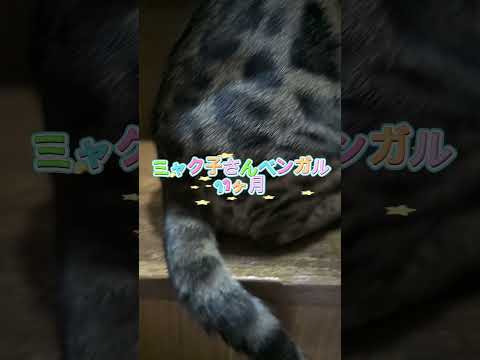 シャム猫ベンガル猫shorts funny catkitten 猫ミャク子ベンガル サムネイル