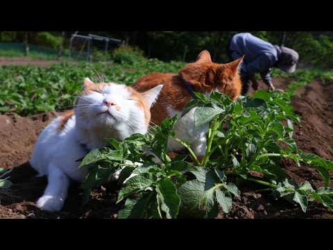 ちろぽんさばじろうじゃがいもに土寄せ　260603