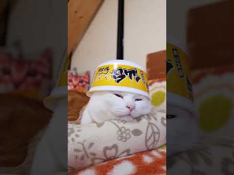 ニュータッチ 凄麺 仙台辛味噌ラーメン　260207　のせ猫　 cat cute ねこ　 ネコ kitten 猫のいる… サムネイル