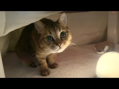 秘密基地に友達を連れ込んでくつろぐ猫が可愛すぎた… サムネイル
