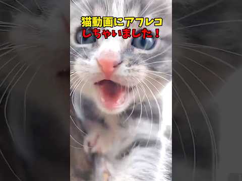 猫って最高😘 猫 cat cats cute サムネイル