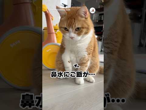鼻水についたご飯|PECO