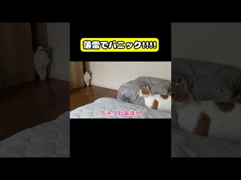 落雷でパニック!!!!　猫 おもしろ アテレコ ニャンチューバーつくし