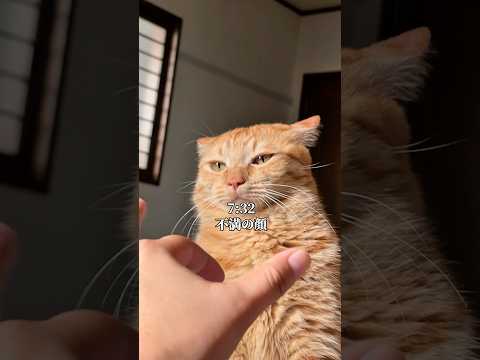 嫌がらせを受けて、機嫌が悪い日の猫の日常 cat ネコ サムネイル