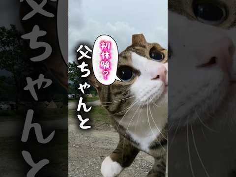 父ちゃんと初体験cats shorts 球太