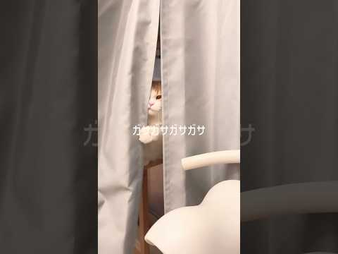 話題のマンチカン猫がカーテンからひょっこり登場！