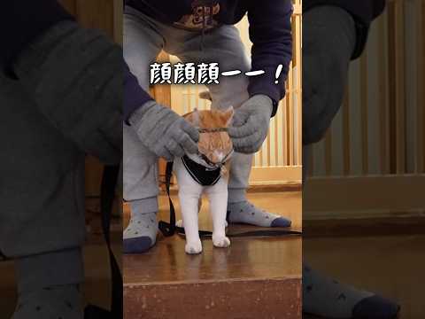 雑な扱いに反抗するから猫武将元野良猫チャチャ 猫武将  猫 キャットフード