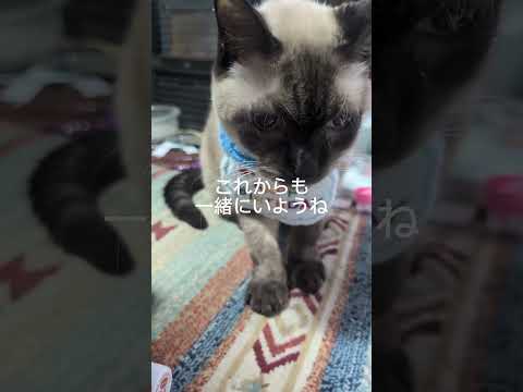 シャム猫ベンガル猫shorts funny cat猫シャムミックスガッツくんシャム サムネイル