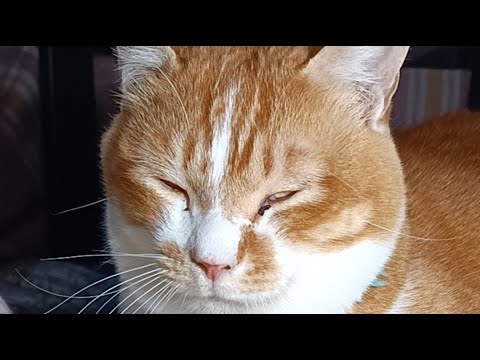 ぼーちゃん　 がライブ配信中！　2025年12月19日