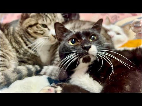 99%が5分で眠くなる😴 猫のゴロゴロ×Water Wood ASMR サムネイル