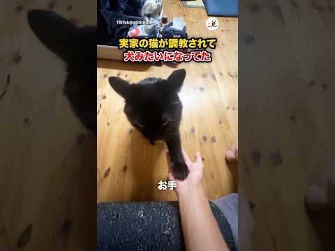 犬になってた猫｜PECO サムネイル