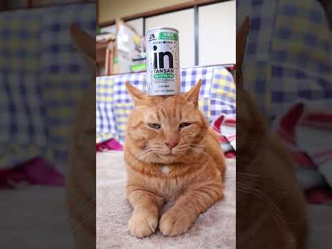 ｉｎタンサン＜グレープフルーツ味＞　260502　 cat 茶トラ cute　 のせ猫 ねこ 炭酸　 猫　 ゼリー 猫… サムネイル