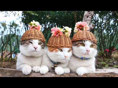ぴんくぼけ　のせ猫　 260516
