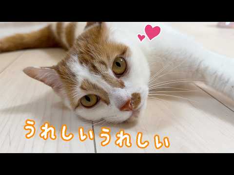 甘え方が独特な猫トロしゃん サムネイル
