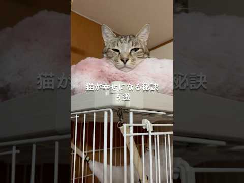 猫が幸せになる秘訣3選 猫 ねこ 保護猫 ねこのいる生活 猫のいる暮らし 猫好きさんと繋がりたい ねこ動画 猫動画 雑…