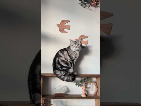 アメショーのラッテ アメショ アメリカンショートヘア 猫と暮らす家猫との暮らし猫 サムネイル