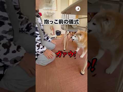 抱っこ前のくだりが荒めの犬｜PECO サムネイル