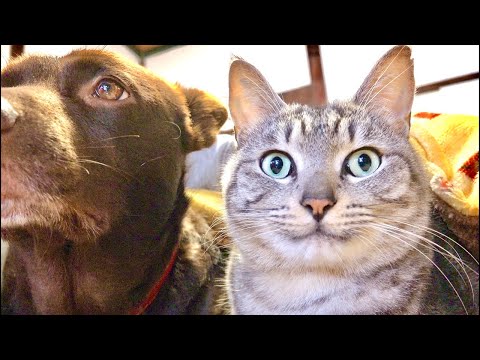 99%が5分で眠くなる｜猫×水の音ASMR Deep Relax ASMR｜Cat Purring & Wooden… サムネイル