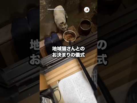 地域猫さんとのお決まりの儀式｜PECO サムネイル