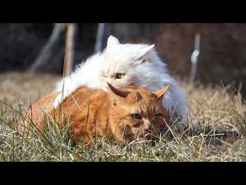 草原のもふむぎ　260416 サムネイル