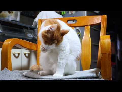 椅子の上で毛づくろいちろ　260501 サムネイル
