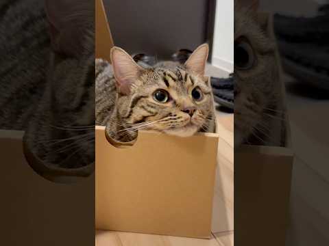 箱入り娘(猫)が可愛すぎるwww cat 猫