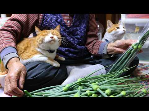 ちろぽんとにんにくの芽を収穫して産直へ 260705