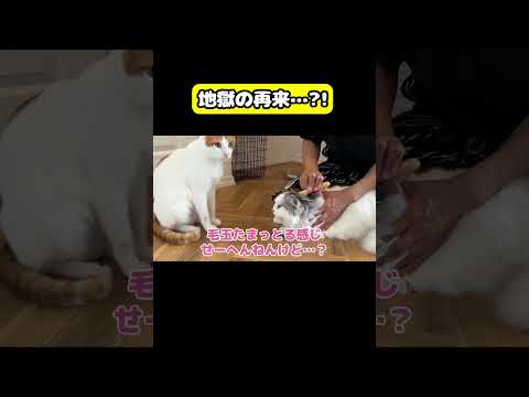 地獄の再来…⁉︎猫 おもしろ アテレコ ニャンチューバーつくし サムネイル
