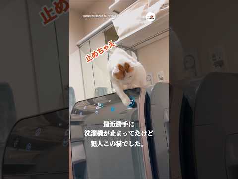洗濯機を止めた犯人は猫でした｜PECO