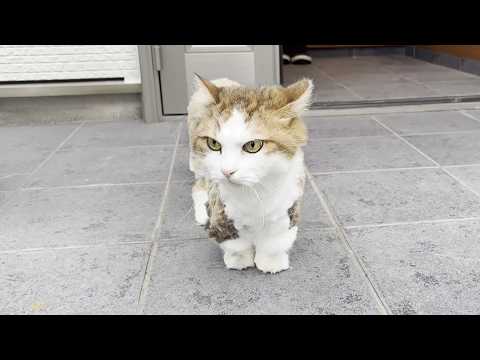足だけモフモフが一瞬で真っ黒になるガタガタの猫