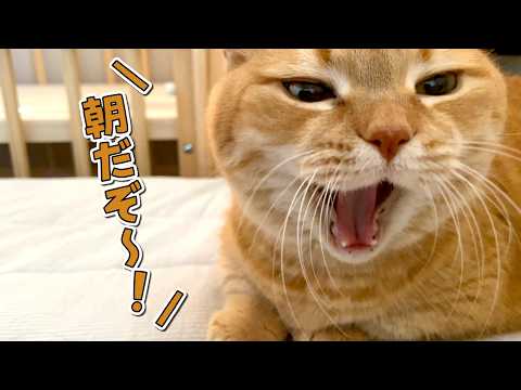 誰よりも早起きな愛猫に起こされて困ってます… サムネイル