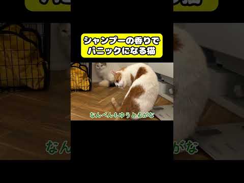 シャンプーの香りでパニックになる猫　猫 おもしろ アテレコ ニャンチューバーつくし サムネイル