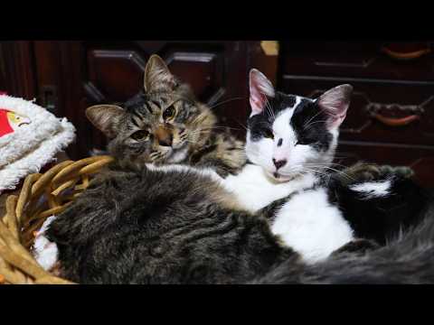 かごのチビクロ　260223 サムネイル