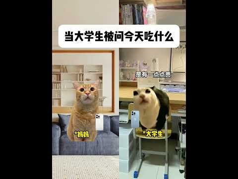 当妈妈问大学生今天吃了什么 有趣 猫meme 猫meme剧场 猫meme小剧场 内容过于真实  故事 貓 猫猫meme… サムネイル