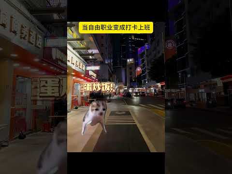 很不高兴为您服务  有趣 猫meme 猫meme剧场 猫meme小剧场 内容过于真实  故事 貓 猫猫meme小剧场… サムネイル