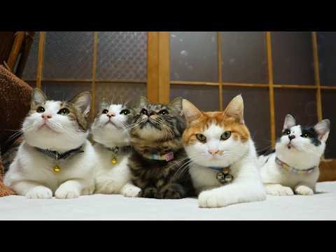 あそぶさばずちろクロチビ　260320 サムネイル
