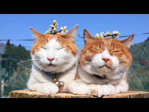 梅の花　のせ猫　2026　260406 サムネイル