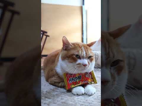 柿の種サンダー　260303　のせ猫　 cat　 cute　 ねこ　 ネコ　 猫のいる暮らし　 猫　　 cutecat… サムネイル