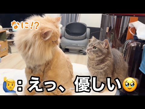 お出迎えしたら酷いことされた猫、それでも弟を想ってある行動に出た姉が優しすぎた サムネイル